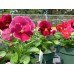 Pansies 4-Pack